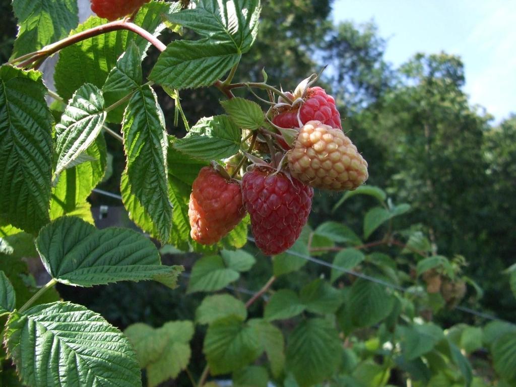 Villa Agriturismo Cascina Rossano à Provaglio d'Iseo Extérieur photo