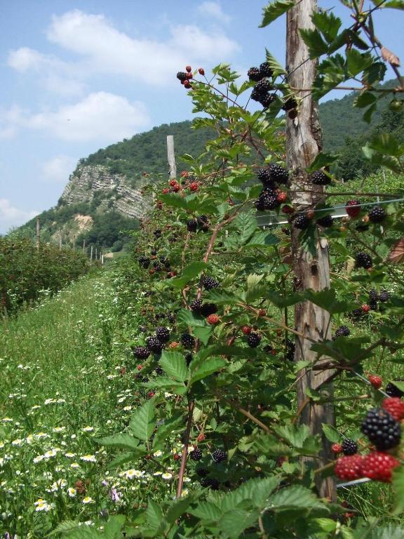 Villa Agriturismo Cascina Rossano à Provaglio d'Iseo Extérieur photo