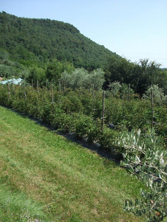 Villa Agriturismo Cascina Rossano à Provaglio d'Iseo Extérieur photo